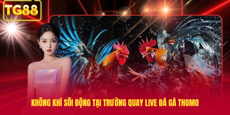 Không khí sôi động tại trường quay live đá gà thomo